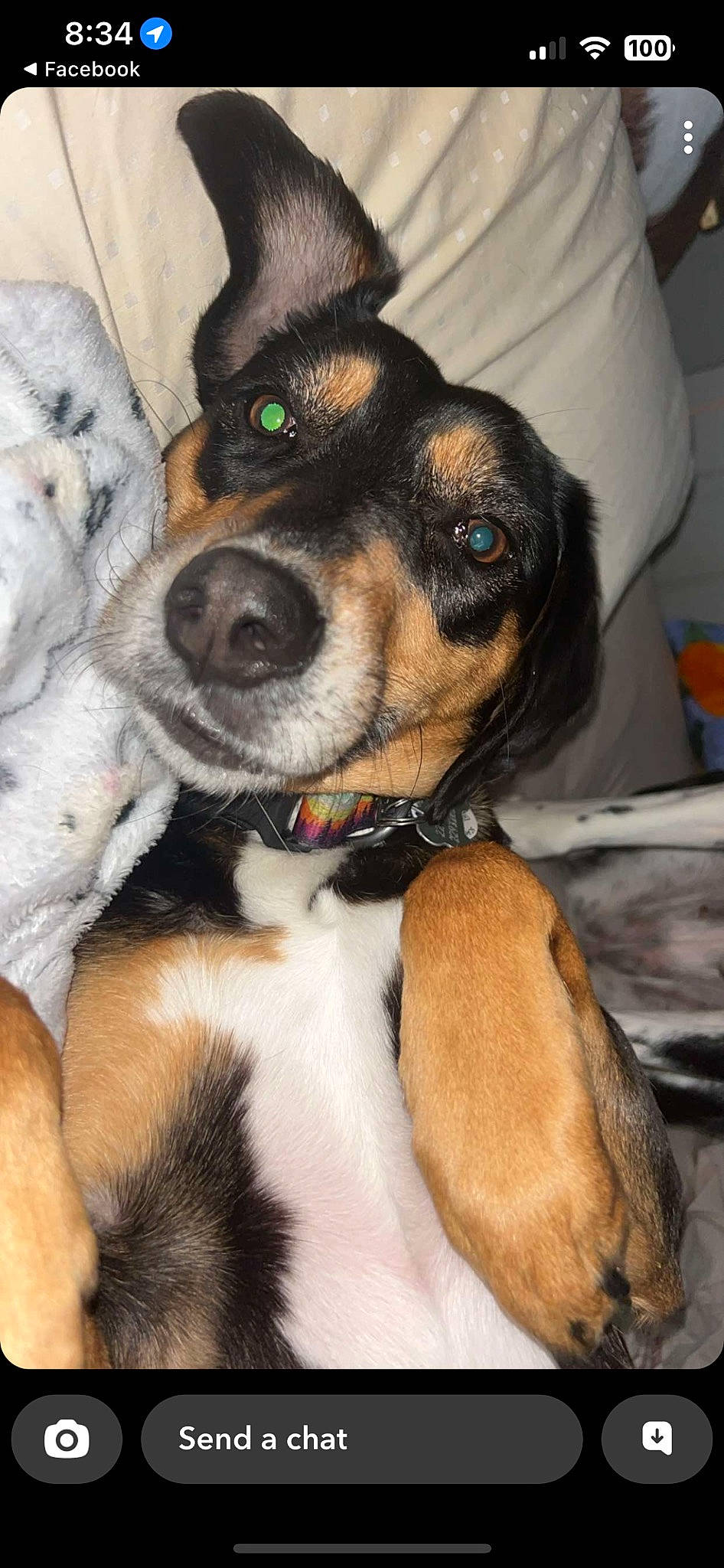 Aspen joined the competition — help win amazing prizes! canidae, carnivore, collar, comfort, companion_dog, couch, dog, dog_breed, ear, fawn, fur, paw, puppy, snout, sporting_group, whiskers, working_animal, working_dog