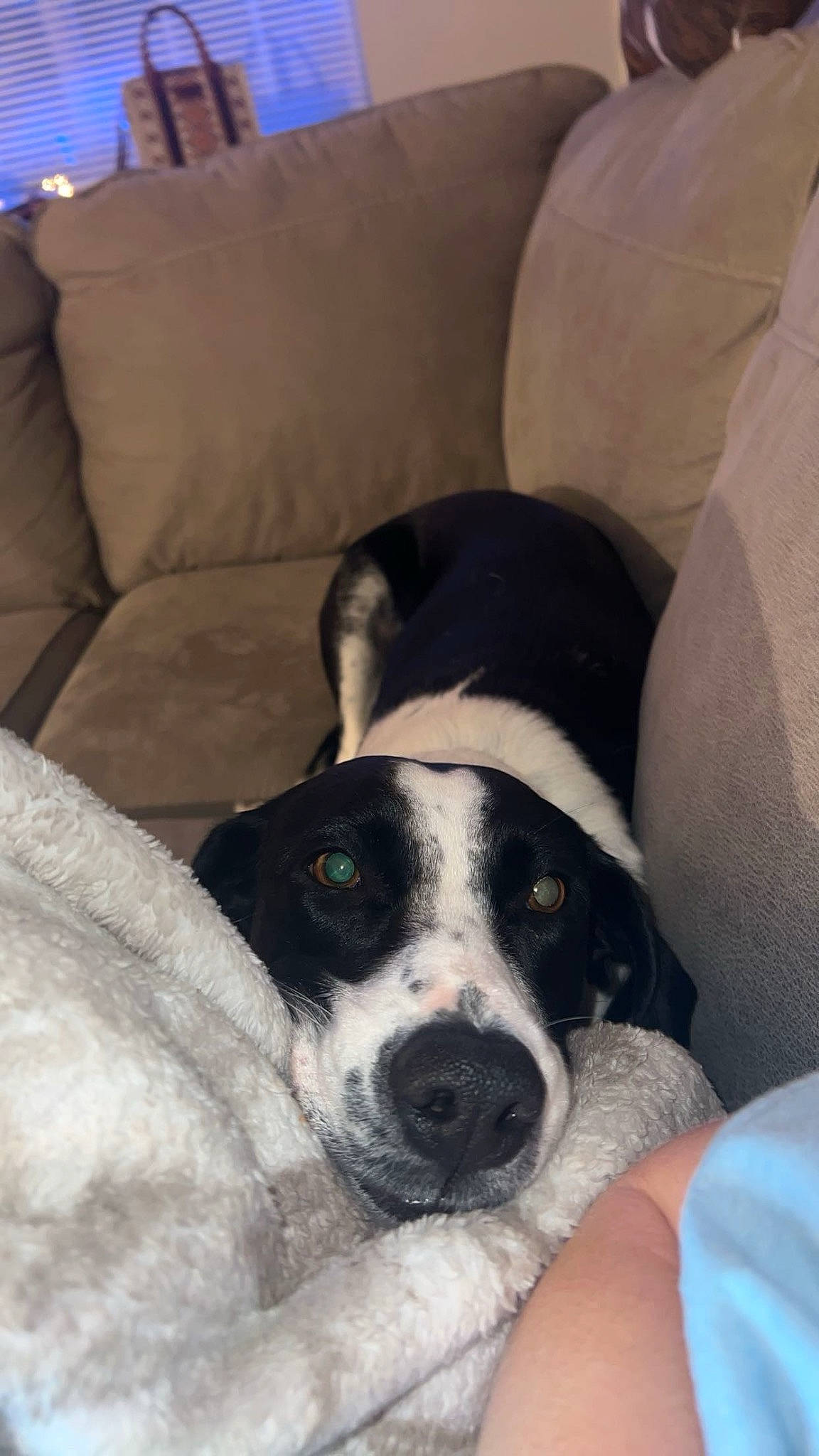 Loretta is registered to the contest to win money with this photo: canidae, carnivore, collar, comfort, companion_dog, couch, dog, dog_breed, guard_dog, non_sporting_group, sleeper_chair, snout, sporting_group, whiskers, working_animal