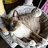 Sol joined the competition — help win amazing prizes! cat, siamese_cat, cat_tree, pet, animal, feline, hammock, toy, indoor, cozy, relaxed, fur, whiskers, paws, ears, scratching_post, soft_texture, resting, domestic_animal, sleepy
