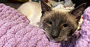 Sol joined the competition — help win amazing prizes! cat, siamese_cat, pet, animal, resting, close_up, purple_blanket, cozy, indoor, furniture, pillow, blurred_background, relaxation, cute, fur, whiskers, ears, soft_texture, home, comfort