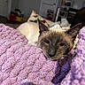 cat, siamese_cat, pet, animal, resting, close_up, purple_blanket, cozy, indoor, furniture, pillow, blurred_background, relaxation, cute, fur, whiskers, ears, soft_texture, home, comfort