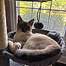 Sol joined the competition — help win amazing prizes! cat, siamese, cat_hammock, window, natural_light, toy, fuzzy_ball, relaxed, indoor, pet, fur, whiskers, ears, tail, cozy, home, daylight, resting, animal, quiet