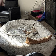 Sol is registered to the contest to win money with this photo: cat, pet_bed, leather_chair, fireplace, record_player, vinyl_record, brick_wall, sunlight, cushion, indoor, cozy, living_room, floor, plush, relaxing, feline, home_decor, blanket, cord, soft