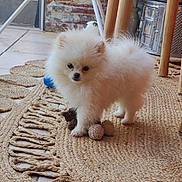 Béryl a rejoint le concours — aidez-le/la à gagner de superbes lots ! animal, companion, cozy, cute, dog, domestic, floor, fluffy, furniture_legs, household, indoor, pet, plush, pomeranian, puppy, rug, small_dog, toy, white_fur, woven_rug