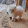 animal, companion, cozy, cute, dog, domestic, floor, fluffy, furniture_legs, household, indoor, pet, plush, pomeranian, puppy, rug, small_dog, toy, white_fur, woven_rug
