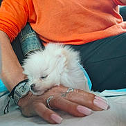 Béryl a rejoint le concours — aidez-le/la à gagner de superbes lots ! puppy, dog, white_fur, hand, orange_sweater, watch, rings, nails, resting, cozy, comfort, person, casual_clothing, closeup, indoor, relaxation, cute, pet, furry, sleepy
