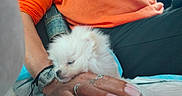 Béryl a rejoint le concours — aidez-le/la à gagner de superbes lots ! casual_clothing, closeup, comfort, cozy, cute, dog, furry, hand, indoor, nails, orange_sweater, person, pet, puppy, relaxation, resting, rings, sleepy, watch, white_fur
