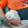 puppy, dog, white_fur, hand, orange_sweater, watch, rings, nails, resting, cozy, comfort, person, casual_clothing, closeup, indoor, relaxation, cute, pet, furry, sleepy