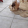Béryl participe au concours pour gagner de l'argent avec cette photo : animal, ball, cute, dog, flooring, furniture, household, indoor, pet, playful, puppy, red_stool, rug, small_dog, stuffed_animal, tile_floor, toy, walking, white, window