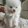 Béryl a rejoint le concours — aidez-le/la à gagner de superbes lots ! puppy, dog, white, fluffy, cute, pet, animal, fur, small, indoor, blanket, soft, hand, adorable, face, portrait, young, companion, cuddly, domestic