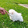 Béryl a rejoint le concours — aidez-le/la à gagner de superbes lots ! puppy, dog, white, fluffy, grass, flowers, hand, outdoor, garden, nature, cute, small, pet, animal, greenery, curious, sniffing, summer, daytime, interaction