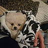 puppy, dog, blanket, hand, cozy, cute, fluffy, animal, pet, indoor, bed, tiger_stripe, pattern, soft, snug, wrapped, small, fur, comfort, resting