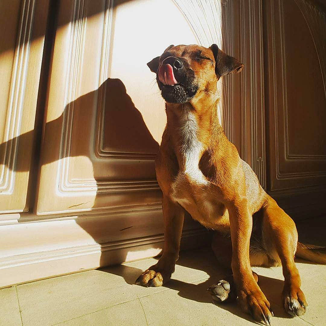 Layka a rejoint le concours — aidez-le/la à gagner de superbes lots ! ancient_dog_breeds, carnivore, comfort, companion_dog, dog, dog_breed, dog_supply, fawn, flooring, guard_dog, liver, paw, pet_supply, snout, tail, terrestrial_animal, whiskers, window, working_animal, working_dog