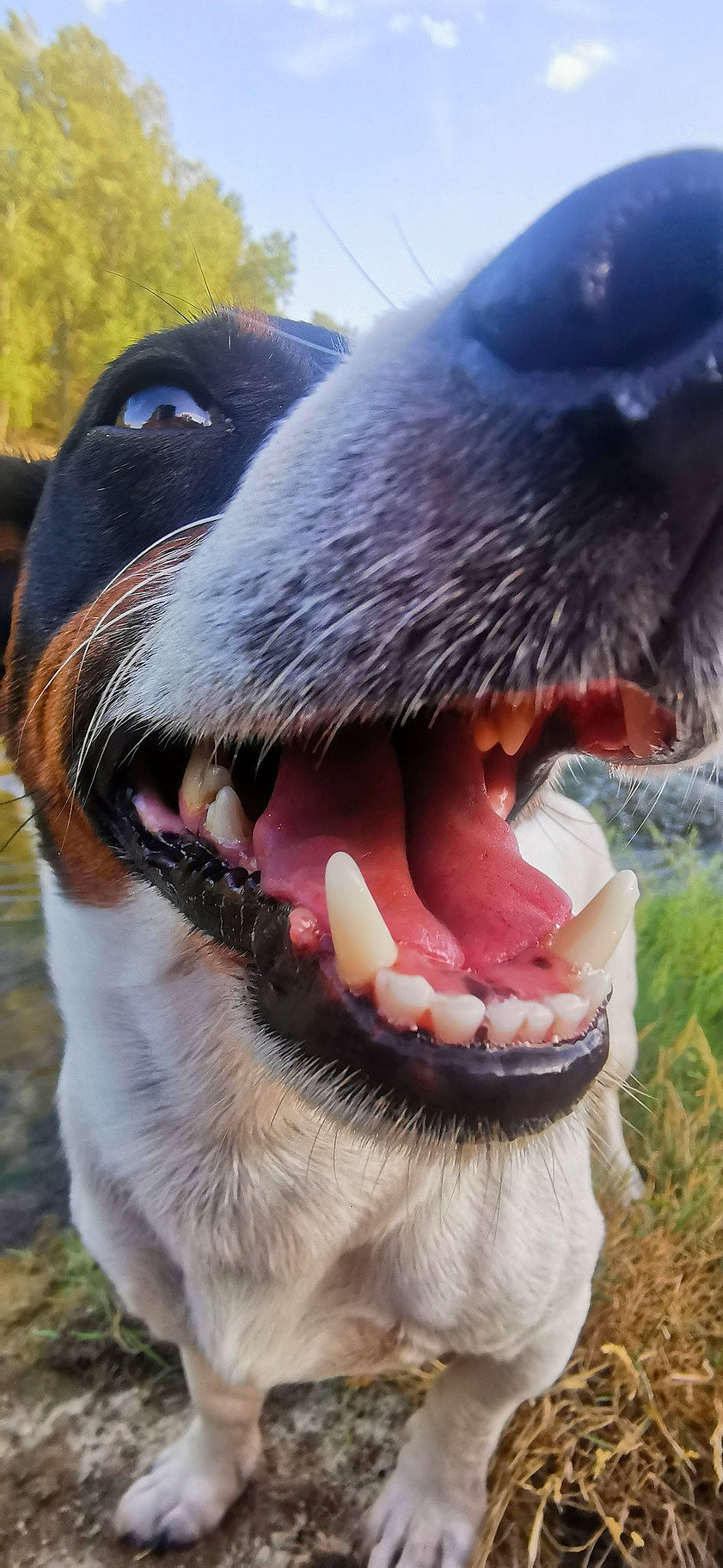 Jack'S participe au concours pour gagner de l'argent avec cette photo : carnivore, close_up, collar, companion_dog, dog, dog_breed, ear, fang, fawn, fur, grass, jaw, liver, snout, sporting_group, terrestrial_animal, tongue, tooth, whiskers, working_animal