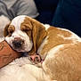 dog, puppy, sleeping, paw, nose, closed_eyes, brown_white_fur, blanket, human_arm, tattoo, cuddling, adorable, pet, domestic_animal, close_up, indoor, cozy, soft, resting, sofa