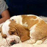 Beau joined the competition — help win amazing prizes! puppy, dog, sleeping, curled_up, blanket, cozy, pet, fur, snout, ear, closeup, indoor, resting, collar, adorable, soft_texture, paws, home, basset_style, napping