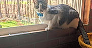 Muffin is registered to the contest to win money with this photo: cat, windowsill, blue_collar, brick_wall, window, blanket, stars, outdoor, trees, forest, nature, animal, pet, indoor, sunlight, curious, sitting, tail, daylight, cozy
