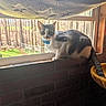 cat, windowsill, blue_collar, brick_wall, window, blanket, stars, outdoor, trees, forest, nature, animal, pet, indoor, sunlight, curious, sitting, tail, daylight, cozy