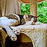 Muffin joined the competition — help win amazing prizes! cat, tabby, white_fur, sleeping, cat_tree, feline, pet, paw, relaxation, indoor, cozy, resting, animal, cute, fur, whiskers, ears, nature_background, household, comfortable