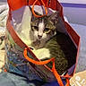Muffin joined the competition — help win amazing prizes! cat, gift_bag, orange_handle, indoor, tabby_cat, white_fur, curious, pet, animal, bed, blanket, tag, resting, feline, cute, domestic_cat, looking_up, cozy, soft_lighting, relaxed