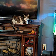 Muffin joined the competition — help win amazing prizes! cat, tabby_cat, fireplace, wooden_mantel, television, reflection, fish_tank, living_room, furniture, indoor, pet, relaxed, domestic_cat, household_items, lamp_light, cozy, decor, electronics, cushioned_chair, plug_socket
