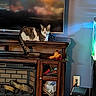 cat, tabby_cat, fireplace, wooden_mantel, television, reflection, fish_tank, living_room, furniture, indoor, pet, relaxed, domestic_cat, household_items, lamp_light, cozy, decor, electronics, cushioned_chair, plug_socket