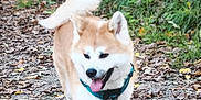 Ubbi participe au concours pour gagner de l'argent avec cette photo : dog, animal, pet, outdoor, walking, path, leaves, greenery, happy, tongue_out, fur, tail, nature, daylight, canine, mammal, collar, active, playful, forest