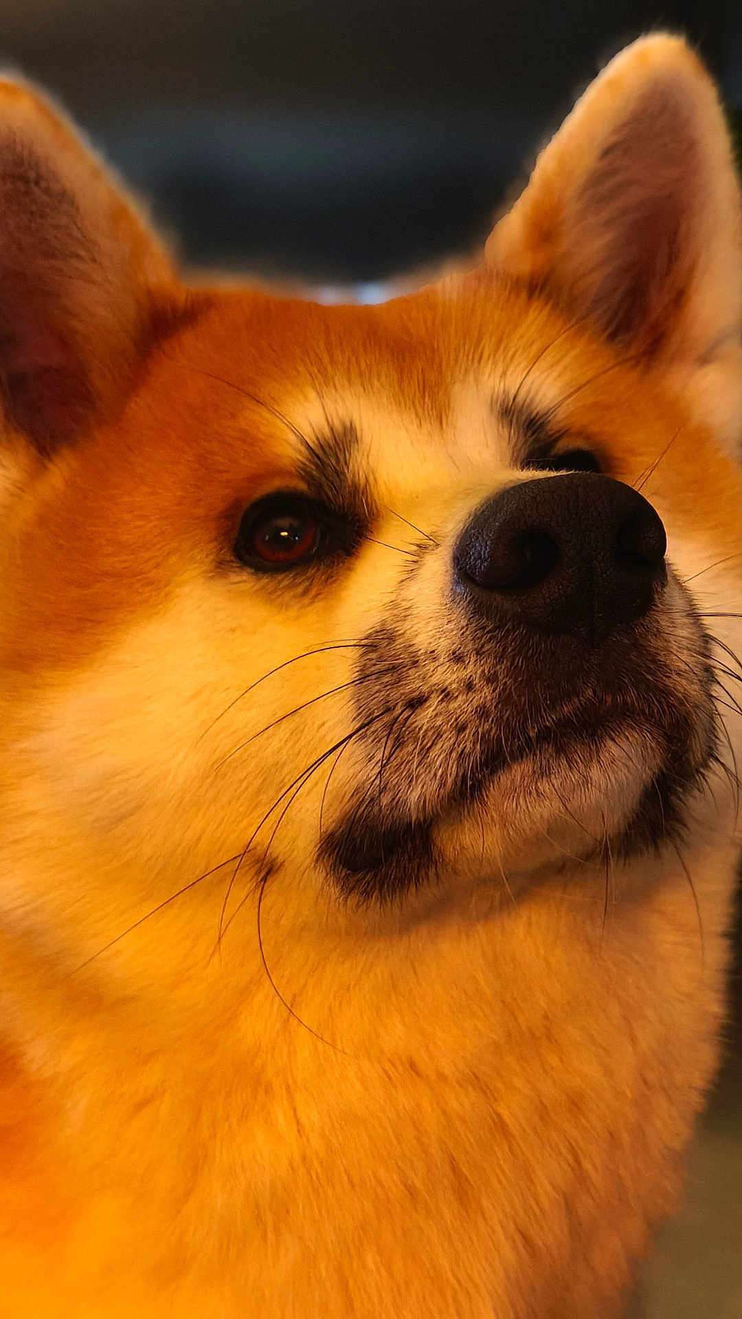 Ubbi participe au concours pour gagner de l'argent avec cette photo : dog, close_up, portrait, fluffy, golden_coat, white_coat, nose, whiskers, ears, animal, pet, muzzle, fur, canine, indoor, calm, face, looking_up, soft_light, background_blur