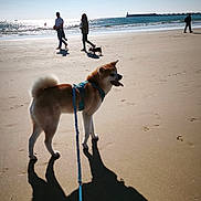 Ubbi a rejoint le concours — aidez-le/la à gagner de superbes lots ! dog, beach, shadow, leash, harness, sand, ocean, people, walking, sunlight, sky, water, coast, outdoor, pet, canine, daytime, recreation, vacation, scenic