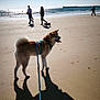 dog, beach, shadow, leash, harness, sand, ocean, people, walking, sunlight, sky, water, coast, outdoor, pet, canine, daytime, recreation, vacation, scenic