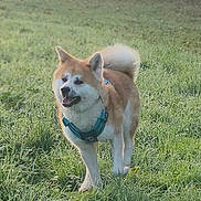 Ubbi a rejoint le concours — aidez-le/la à gagner de superbes lots ! animal, blue_harness, canine, daylight, dog, ears, field, fur, grass, happy, leisure, mammal, nature, outdoor, pet, playful, snout, tail, tongue, walking