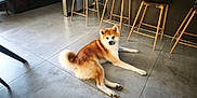 Ubbi participe au concours pour gagner de l'argent avec cette photo : akita, animal, brown_fur, calm, chair, curious, dog, ears, floor, furniture, home, indoor, living_space, modern, paws, pet, resting, tail, tile_floor, white_fur