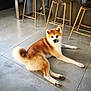 Ubbi participe au concours pour gagner de l'argent avec cette photo : akita, dog, pet, floor, tile_floor, indoor, chair, modern, furniture, animal, curious, resting, brown_fur, white_fur, tail, paws, ears, calm, home, living_space