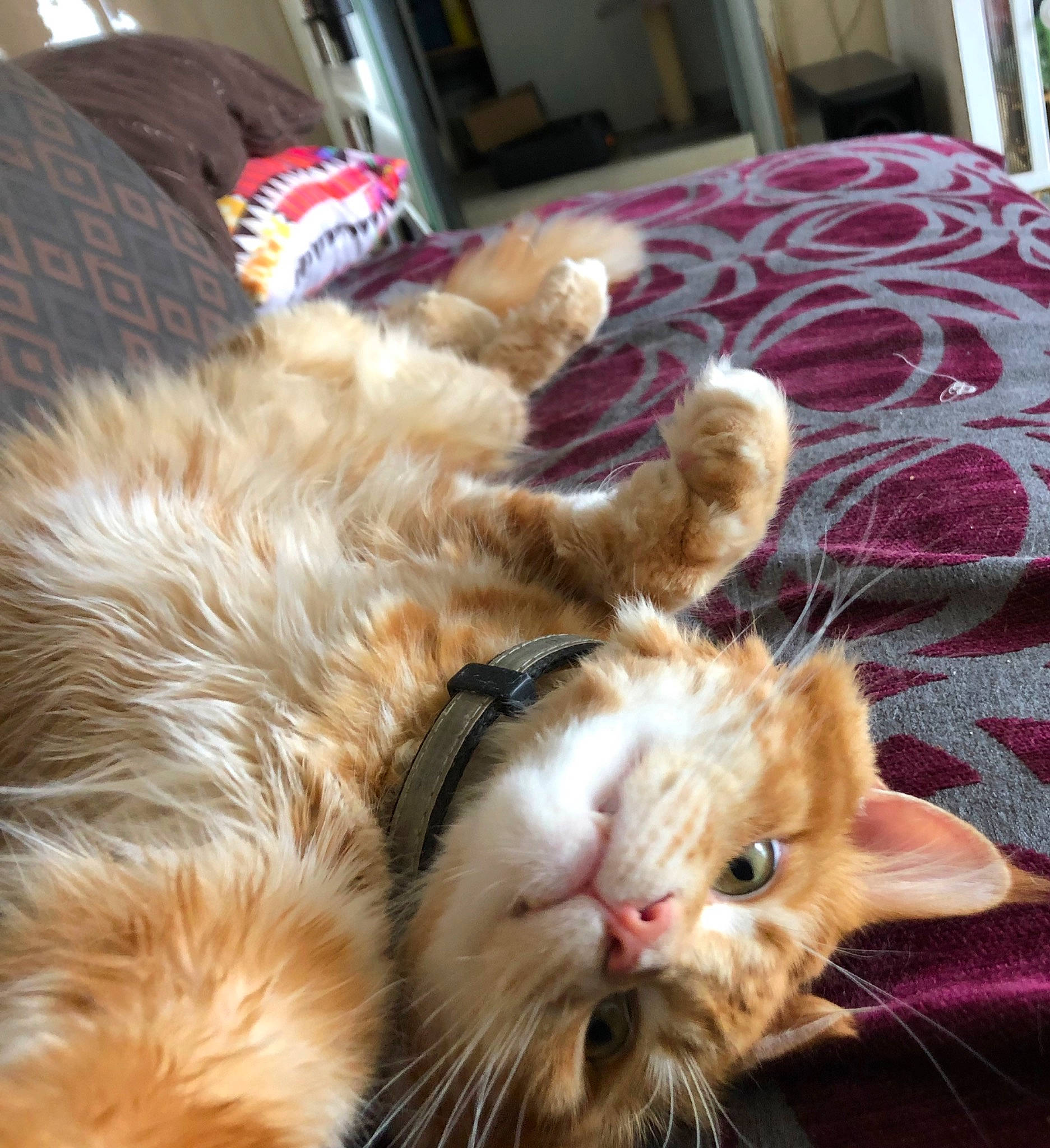 Neko a rejoint le concours — aidez-le/la à gagner de superbes lots ! american_curl, asian, carnivore, cat, claw, cymric, domestic_long_haired_cat, ear, european_shorthair, fawn, felidae, fur, german_rex, kitten, paw, polydactyl_cat, small_to_medium_sized_cats, snout, tabby_cat, whiskers