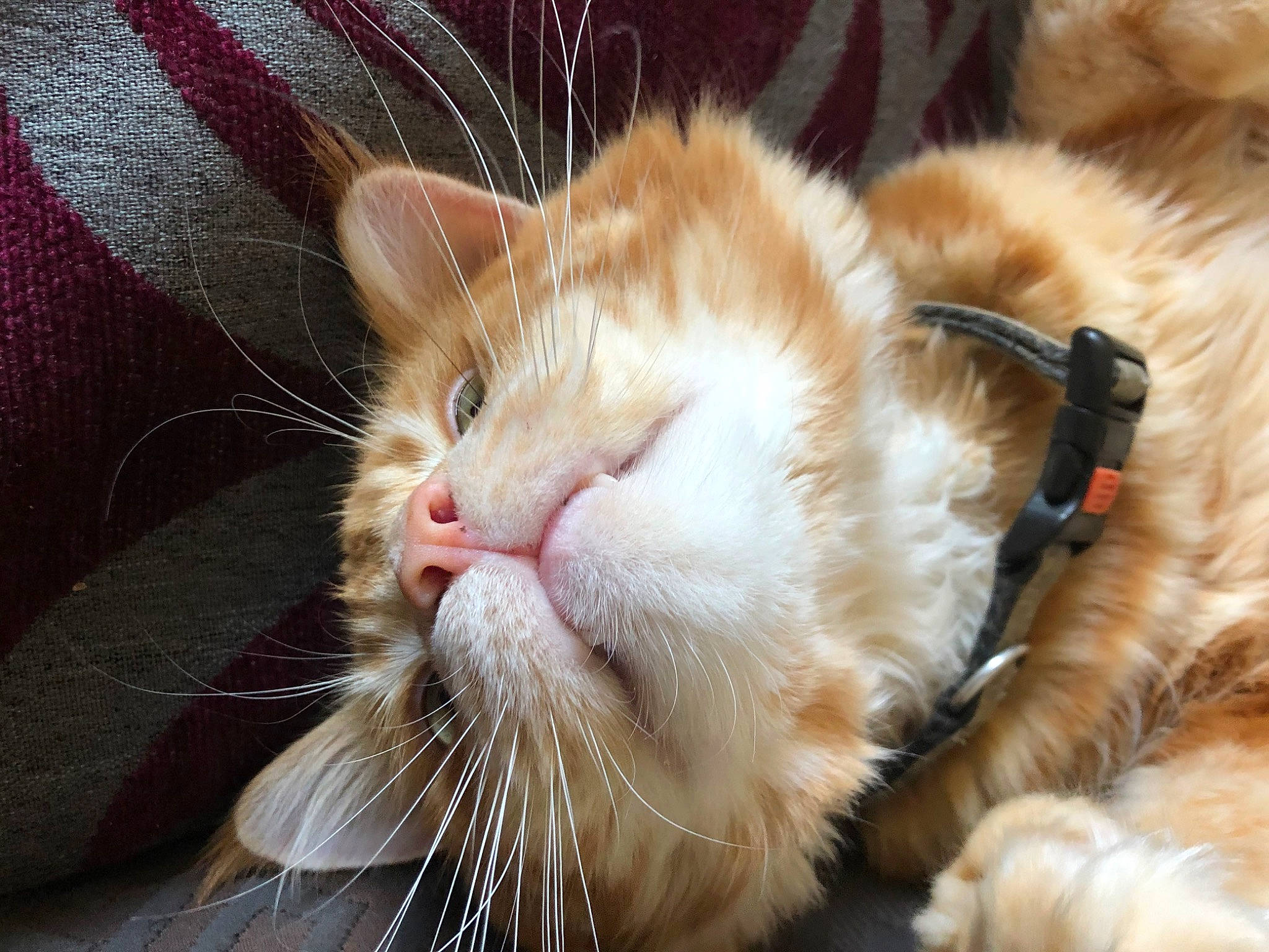 Neko a rejoint le concours — aidez-le/la à gagner de superbes lots ! asian, carnivore, cat, claw, close_up, ear, european_shorthair, fawn, felidae, fur, kitten, mammal, nose, paw, polydactyl_cat, small_to_medium_sized_cats, snout, tabby_cat, whiskers