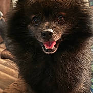 Ash joined the competition — help win amazing prizes! dog, pomeranian, fluffy, black_dog, pet, indoor, happy, smiling, cute, fur, animal, small_dog, face, ears, tongue, sitting, quilted_blanket, closeup, companion, domestic
