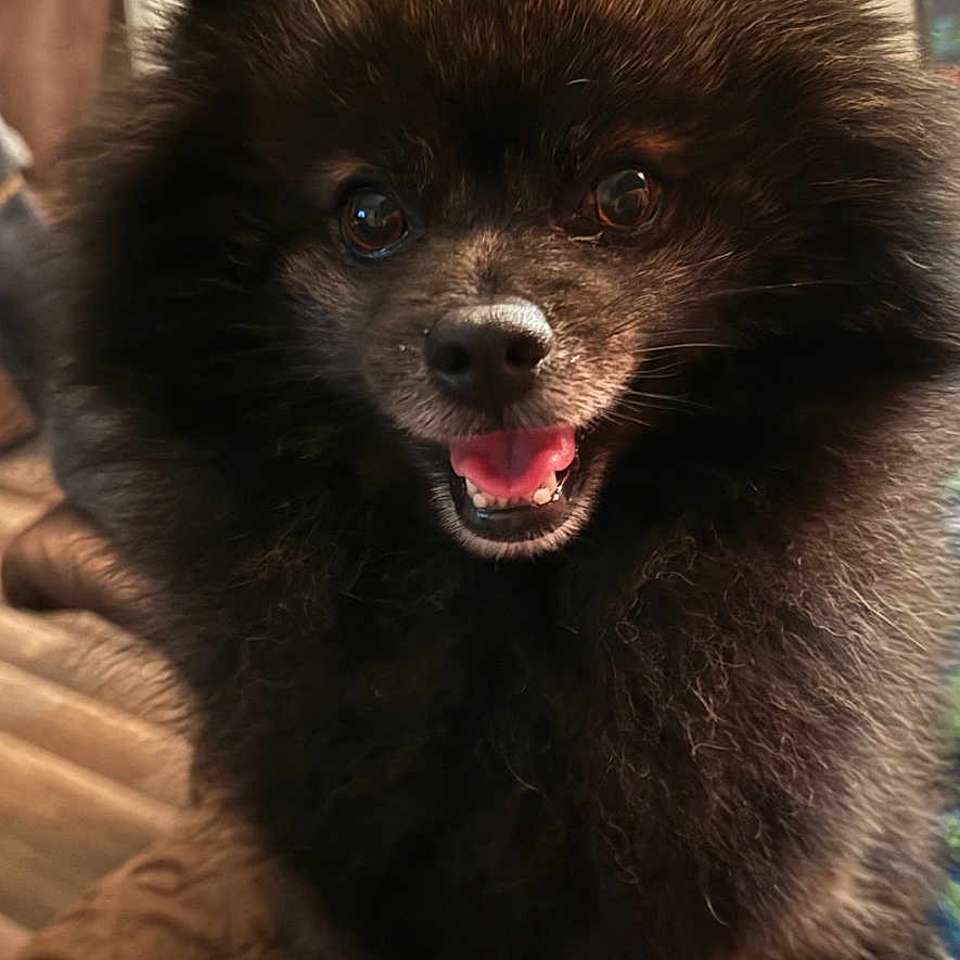 Ash joined the competition — help win amazing prizes! animal, black_dog, closeup, companion, cute, dog, domestic, ears, face, fluffy, fur, happy, indoor, pet, pomeranian, quilted_blanket, sitting, small_dog, smiling, tongue
