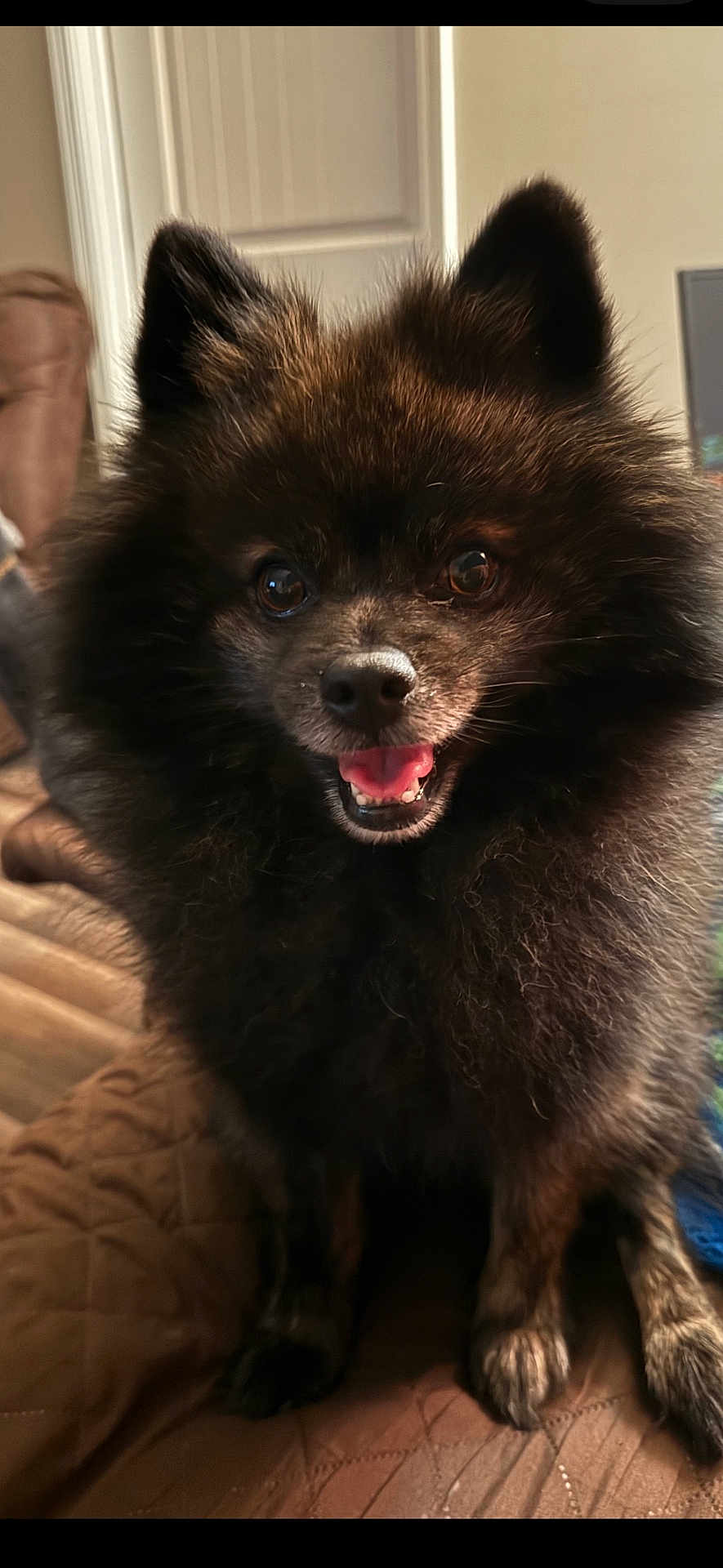 Ash joined the competition — help win amazing prizes! dog, pomeranian, fluffy, black_dog, pet, indoor, happy, smiling, cute, fur, animal, small_dog, face, ears, tongue, sitting, quilted_blanket, closeup, companion, domestic