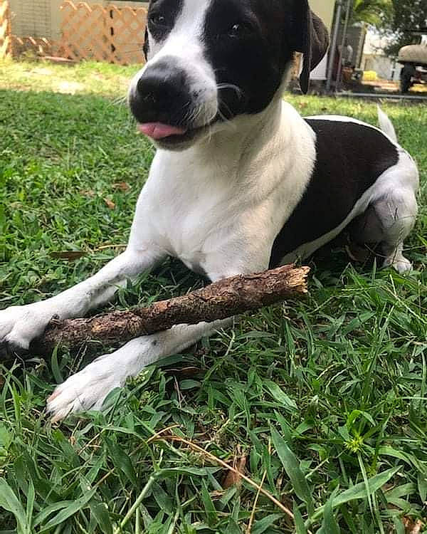 Nigel joined the competition — help win amazing prizes! borador, canidae, carnivore, collar, companion_dog, dog, dog_breed, dog_collar, dog_supply, fawn, grass, hunting_dog, non_sporting_group, plant, sporting_group, whiskers, working_animal, yard