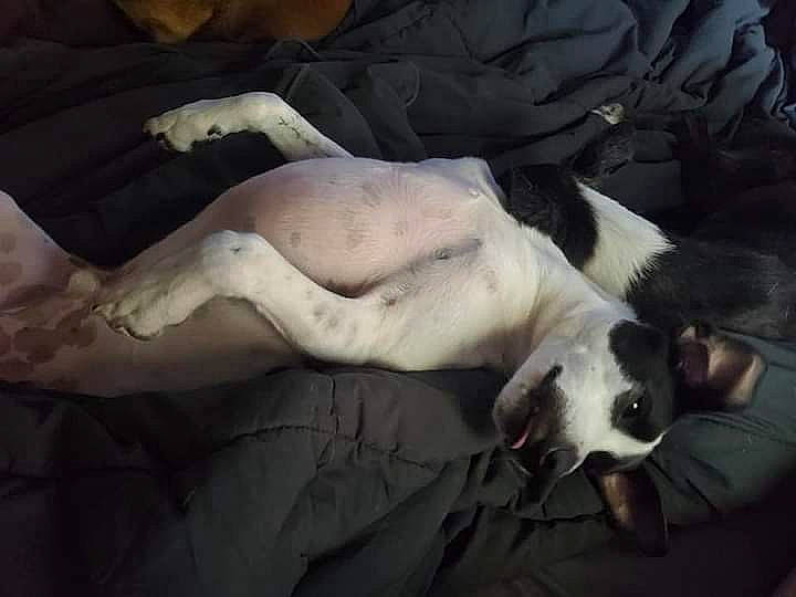 Nigel joined the competition — help win amazing prizes! canidae, carnivore, comfort, companion_dog, dog, dog_breed, fawn, fur, guard_dog, nap, non_sporting_group, paw, snout, sporting_group, tail, terrestrial_animal, toy_dog, whiskers, working_animal