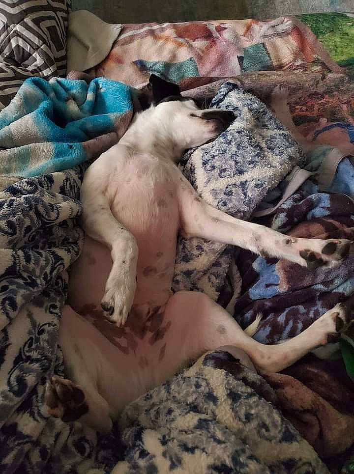 Nigel is registered to the contest to win money with this photo: art, barechested, barefoot, companion_dog, dog_breed, fawn, felidae, flesh, foot, fur, human_leg, leisure, mythology, pattern, sporting_group, tail, thigh, trunk, wildlife, working_animal