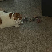 Selina joined the competition — help win amazing prizes! cat, indoor, carpet, plush_toys, mouse_toys, orange_and_white_cat, pet, animal, feline, floor, toy_collection, relaxed, curious, cozy, home, furniture, container, storage_bins, quiet, resting