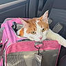 cat, orange_and_white_cat, pet_carrier, pink_carrier, car_interior, car_seat, seatbelt, window, daylight, sunlight, animal, pet, feline, resting_cat, looking_out, vehicle, travel, domestic_cat, curious_cat, indoor