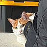 cat, orange_and_white, backpack, peeking, curious, indoor, storage_bin, yellow, black, white, feline, pet, carpet, zipper, fur, ears, eyes, side_view, resting, household