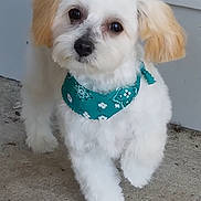 Remington joined the competition — help win amazing prizes! dog, puppy, white_fur, light_brown_ears, bandana, teal_bandana, fluffy, small_dog, pet, outdoor, concrete, curious, standing, cute, animal, young_dog, domestic_animal, close_up, adorable, looking