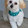 dog, puppy, white_fur, light_brown_ears, bandana, teal_bandana, fluffy, small_dog, pet, outdoor, concrete, curious, standing, cute, animal, young_dog, domestic_animal, close_up, adorable, looking