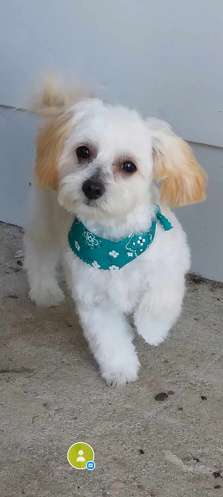 Remington joined the competition — help win amazing prizes! dog, puppy, white_fur, light_brown_ears, bandana, teal_bandana, fluffy, small_dog, pet, outdoor, concrete, curious, standing, cute, animal, young_dog, domestic_animal, close_up, adorable, looking