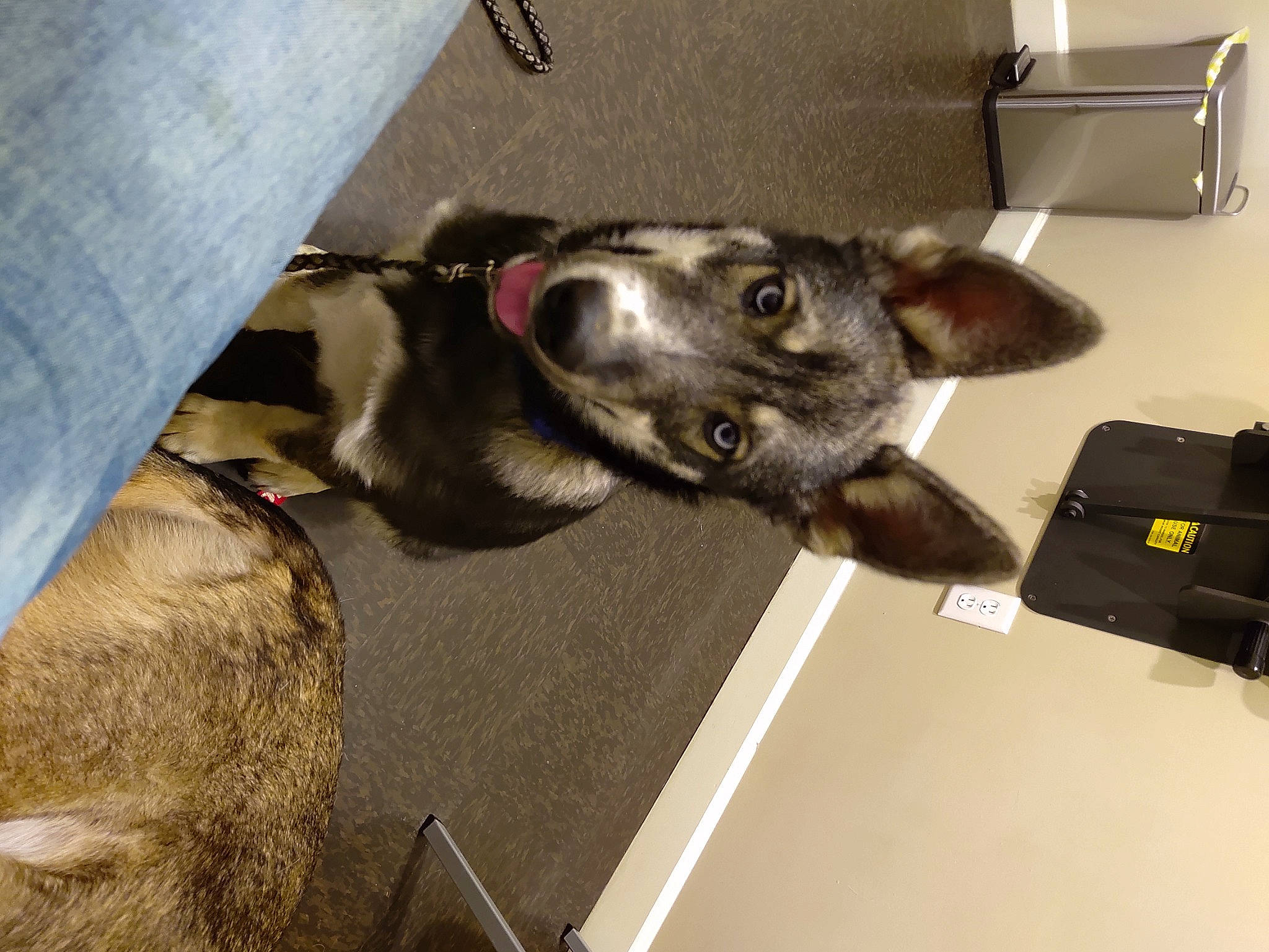 Bear joined the competition — help win amazing prizes! canidae, carnivore, collar, comfort, companion_dog, denim, dog, dog_breed, fawn, felidae, fur, small_to_medium_sized_cats, snout, sporting_group, tail, whiskers