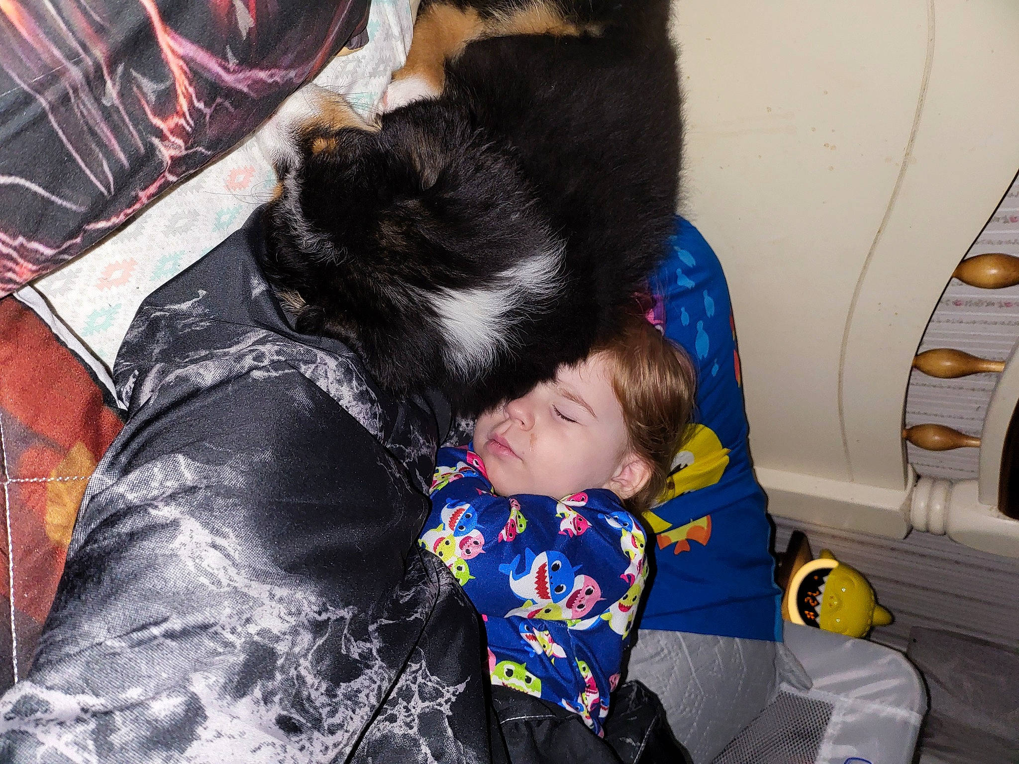 Spirit is registered to the contest to win money with this photo: baby, child, comfort, companion_dog, dog_breed, fun, fur, lap, leisure, nap, play, sitting, toddler