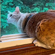 Archie is registered to the contest to win money with this photo: cat, window, screen, greenery, fur, curious, indoor, outdoor, pets, animal, sill, claws, nature, brown, cream, closeup, sideview, domestic_cat, resting, quiet